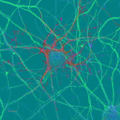 Introductory Psychology icon