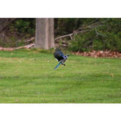 Introductory Animal Physiology icon