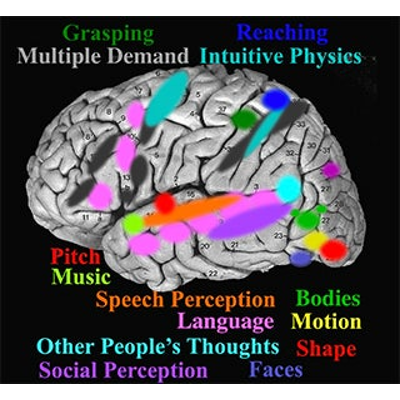The Human Brain icon
