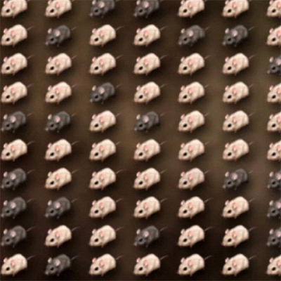 Developing an Explanation for Mouse Fur Color