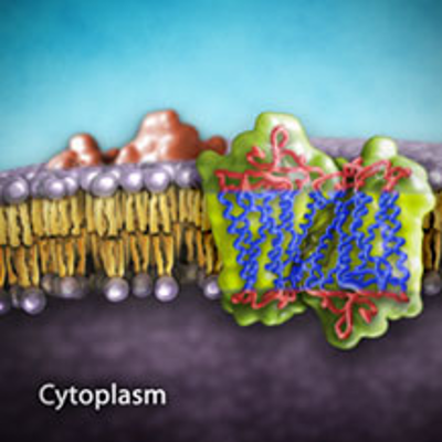 Biochemistry and Cell Signaling Pathway of the Mc1r Gene