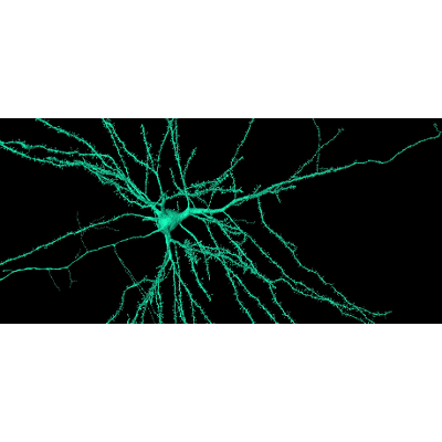 Browsable Petascale Reconstruction of the Human Cortex