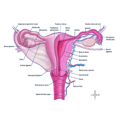 Female reproductive system icon