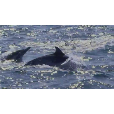 LIVING WATERS—Echolocation and Intelligent Design icon