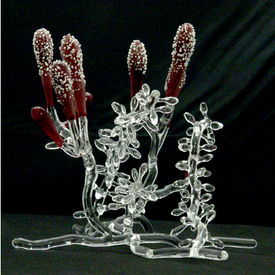 Medical Mycology icon