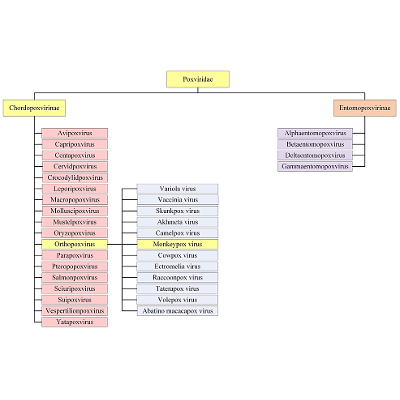 Monkeypox: A Comprehensive Review of Transmission, Pathogenesis, and Manifestation icon
