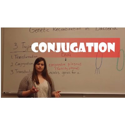 Conjugation in Bacteria icon
