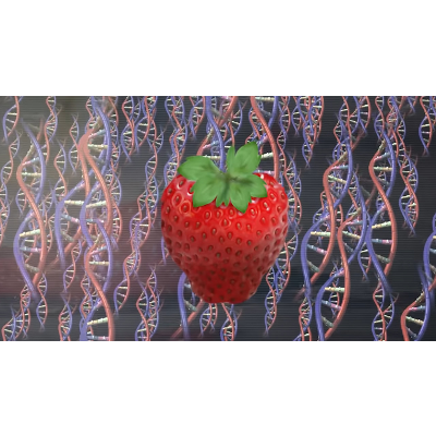 Strawberry DNA Extraction icon