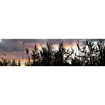 Environmental Psychology | Study of Lives, Communities and Institutions from an Ecological Perspective icon