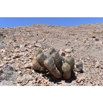 Crime Pays But Botany Doesn't icon