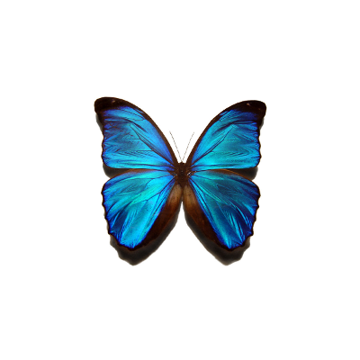 Bibi's Weekly Themes: At-Home Learning icon