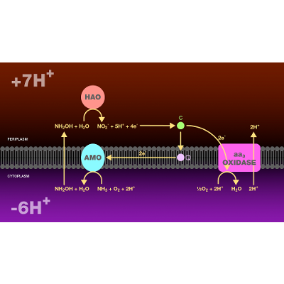Biochemistry within Nitrogen and Carbon Cycling icon
