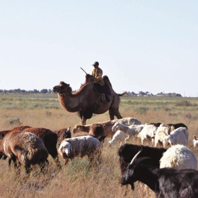 Why Can Some Digest Dairy and Others Cannot? icon