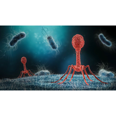 Phage Therapy: Past, Present and Future | ASM.org