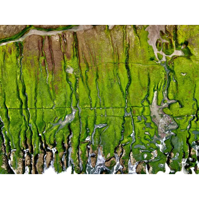 Microrobots made of algae carry chemo directly to lung tumors, improving cancer treatment icon