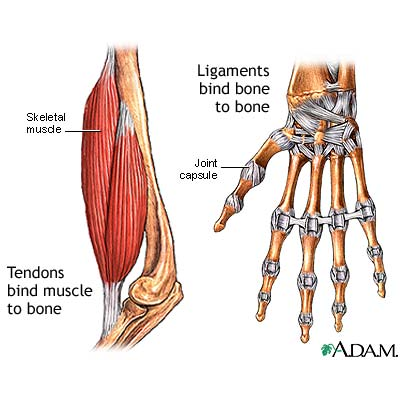 Tendons and Ligaments: Connecting Developmental Biology to Musculoskeletal Disease Pathogenesis