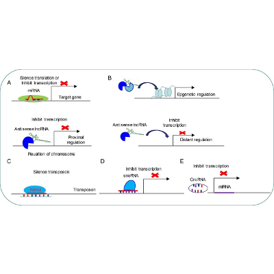 The Role of Non-Coding RNAs in Neurodevelopmental Disorders icon