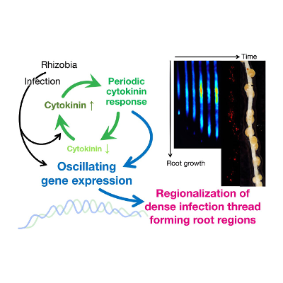 Rhythmic gene expression in plants is crucial for symbiosis with nutrient-providing bacteria, study finds