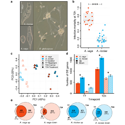 Bdelloid rotifers deploy horizontally acquired biosynthetic genes against a fungal pathogen - Nature Communications icon