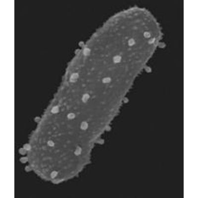 Viruses can turn harmless E. coli dangerous icon