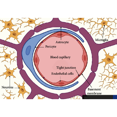 Blood-Brain Barrier Overview: Structural and Functional Correlation icon