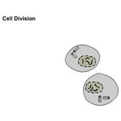 Cell Division icon