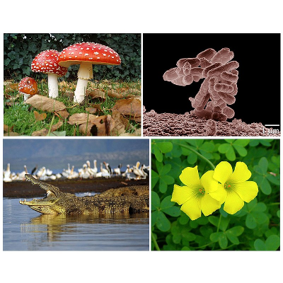 Biology - Wikipedia icon