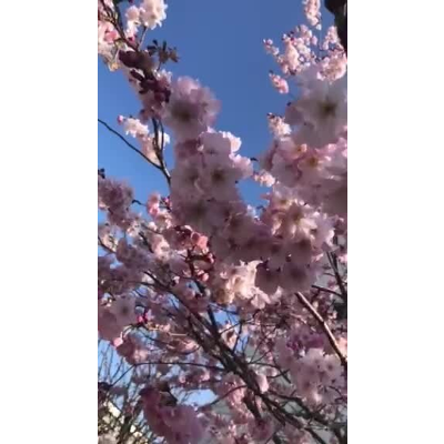 File:Fleur de cerise.webm - Wikimedia Commons