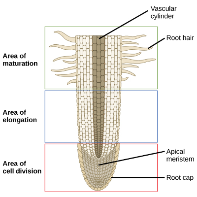 Plant Root Anatomy icon