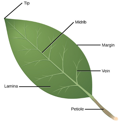 Plant Leaf Anatomy icon