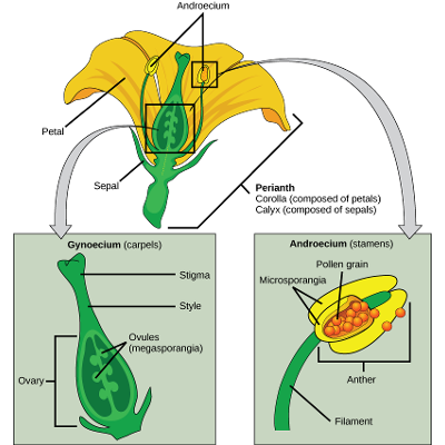 Plant Flower Anatomy icon