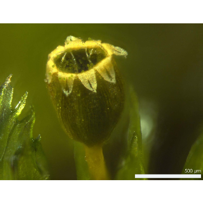 Consortium of Bryophyte Herbaria Home icon