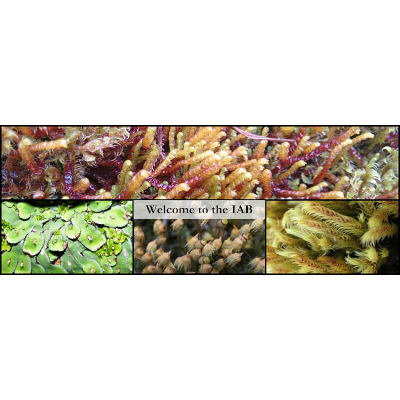 International Association of Bryologists (IAB) icon