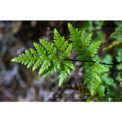 Ferns of North America icon
