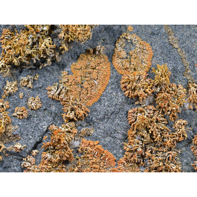 Consortium of Lichen Herbaria icon