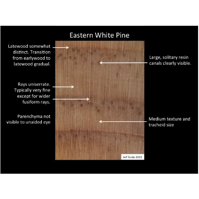 Identification Of Common North American Woods icon