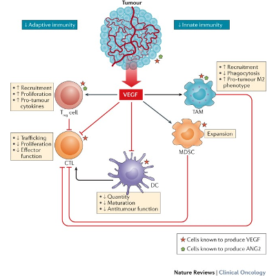 Enhancing cancer immunotherapy using antiangiogenics: opportunities and challenges - Nature Reviews Clinical Oncology icon