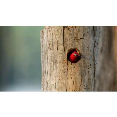 Identifying Birds icon