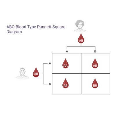 Blood Type Punnett Square - Interactive Learning Resource icon