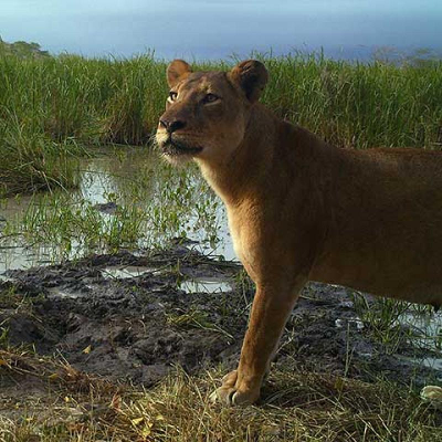 Asking Scientific Questions icon