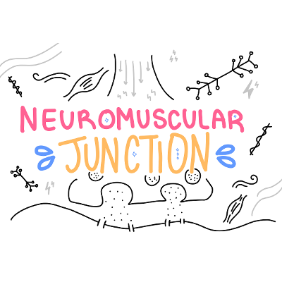 Neuromuscular Junction Basics icon