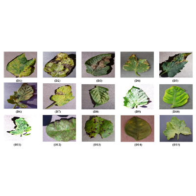 Using transfer learning-based plant disease classification and detection for sustainable agriculture