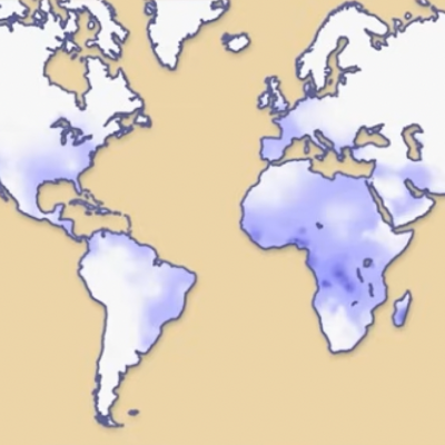 Population Genetics and Sickle Cell Disease: Mechanisms of Evolution