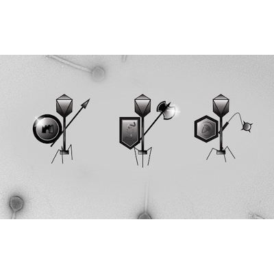 The Actinobacteriophage Database