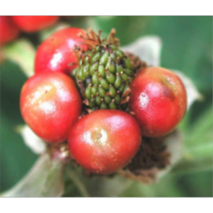 Pollination Home Page icon