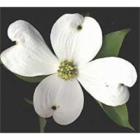 Backyard Nature icon