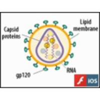 Life Cycle of HIV, a Retrovirus