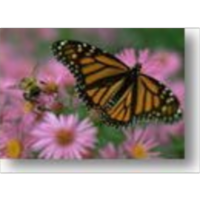 Journey North Menu of Inquiry Strategies icon