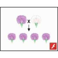 Mendel's Experiments