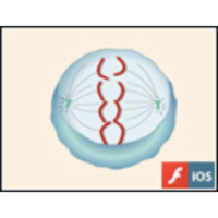 Mitosis icon